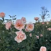 unaの画像