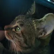 taka