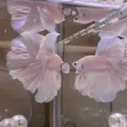 みーの画像