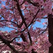 さくらの画像