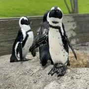 makoの画像