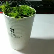 @wasabi