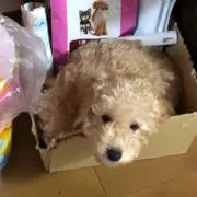 ピピの画像