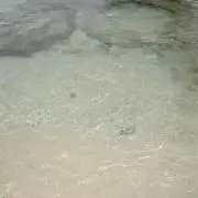 tyの画像