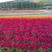 PARIRAの画像