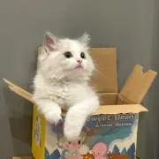kyuu