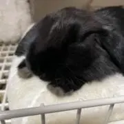 雷電