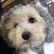 モコの画像