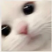 ねこの画像