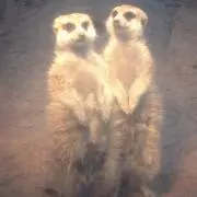 rururuの画像