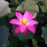 ホヘトの画像