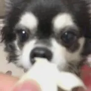 よっち