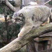 ぴーちゃん。の画像