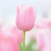 daisy＊の画像