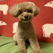 モモの画像