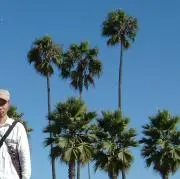 ピー助の画像