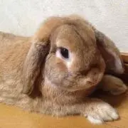 サリー