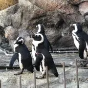 ゆう