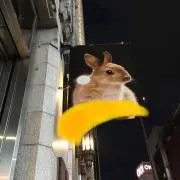 よぞらのうさぎの画像