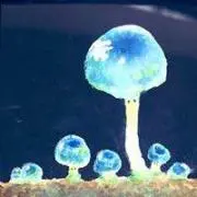 きな粉グマ