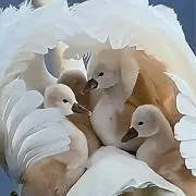 ブラウニーの画像
