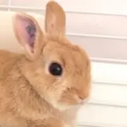 キルの画像
