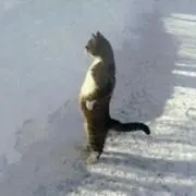 のら猫の画像