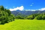 カリ梅の画像