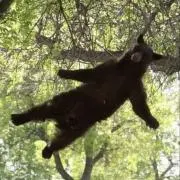 さばの画像