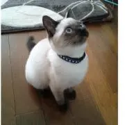 aki