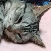 なみの画像