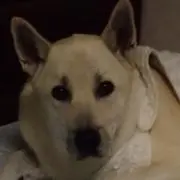 あずき