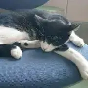 ぱぴこ