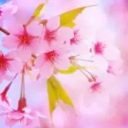 coco_sakuran～土日祝お休み～の画像