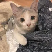 りこの画像