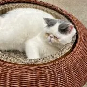 yu