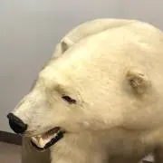 ノーカットの画像