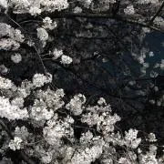 ヨルタの画像