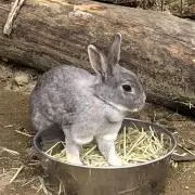 かなた（プロフ必読）の画像