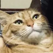 カツオの画像
