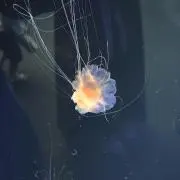 かい