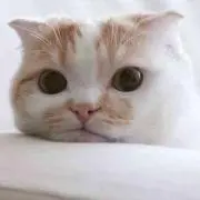 neko cafeの画像
