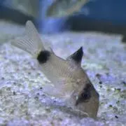 ぴぴの画像