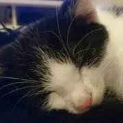 のんち