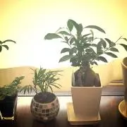 みきみきの画像