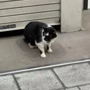 可愛い猫助六の画像