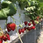 はる ⭐︎即購入大歓迎⭐︎の画像