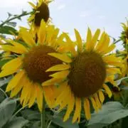 aranciaの画像