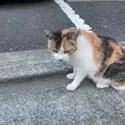 いぬみの画像