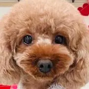 naoの画像
